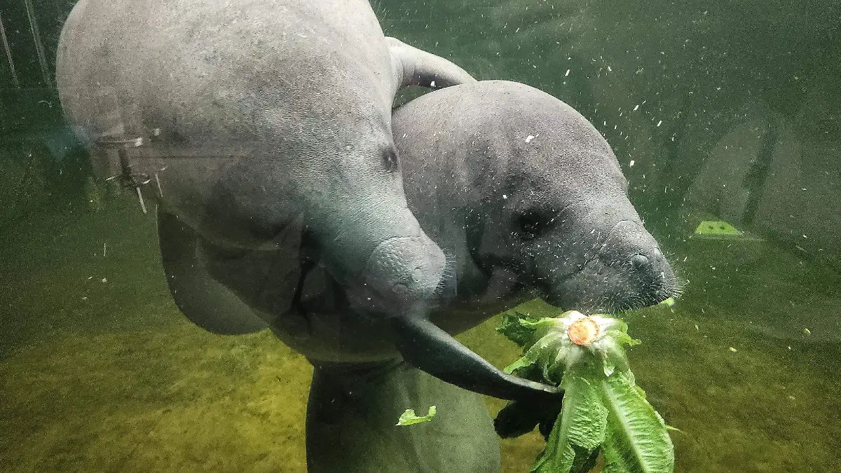 Manatíes en el Zoológico de Guadalajara